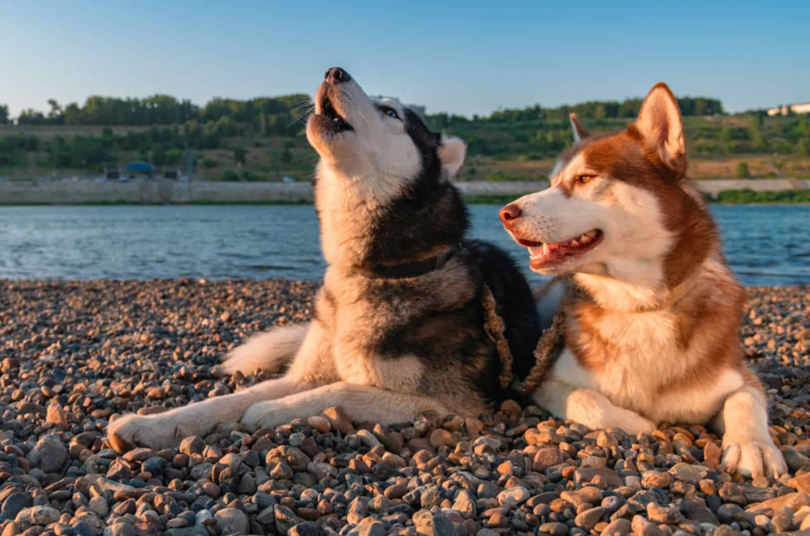 two huskies lying on the beach and howling