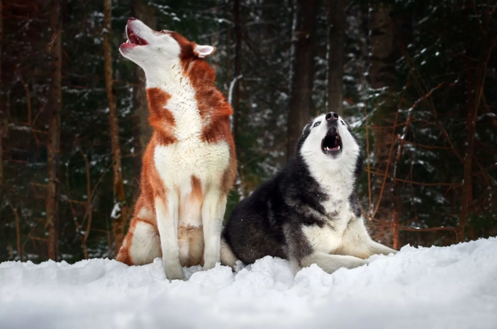 two husky dogs howling in the snow