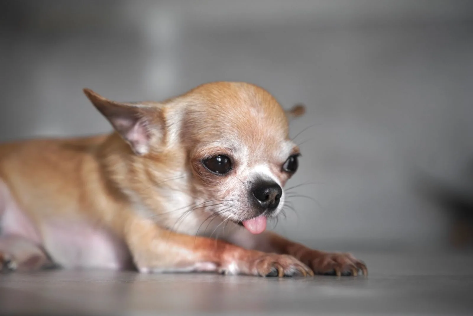 upset sick little chihuahua little small dog is lying on a floor