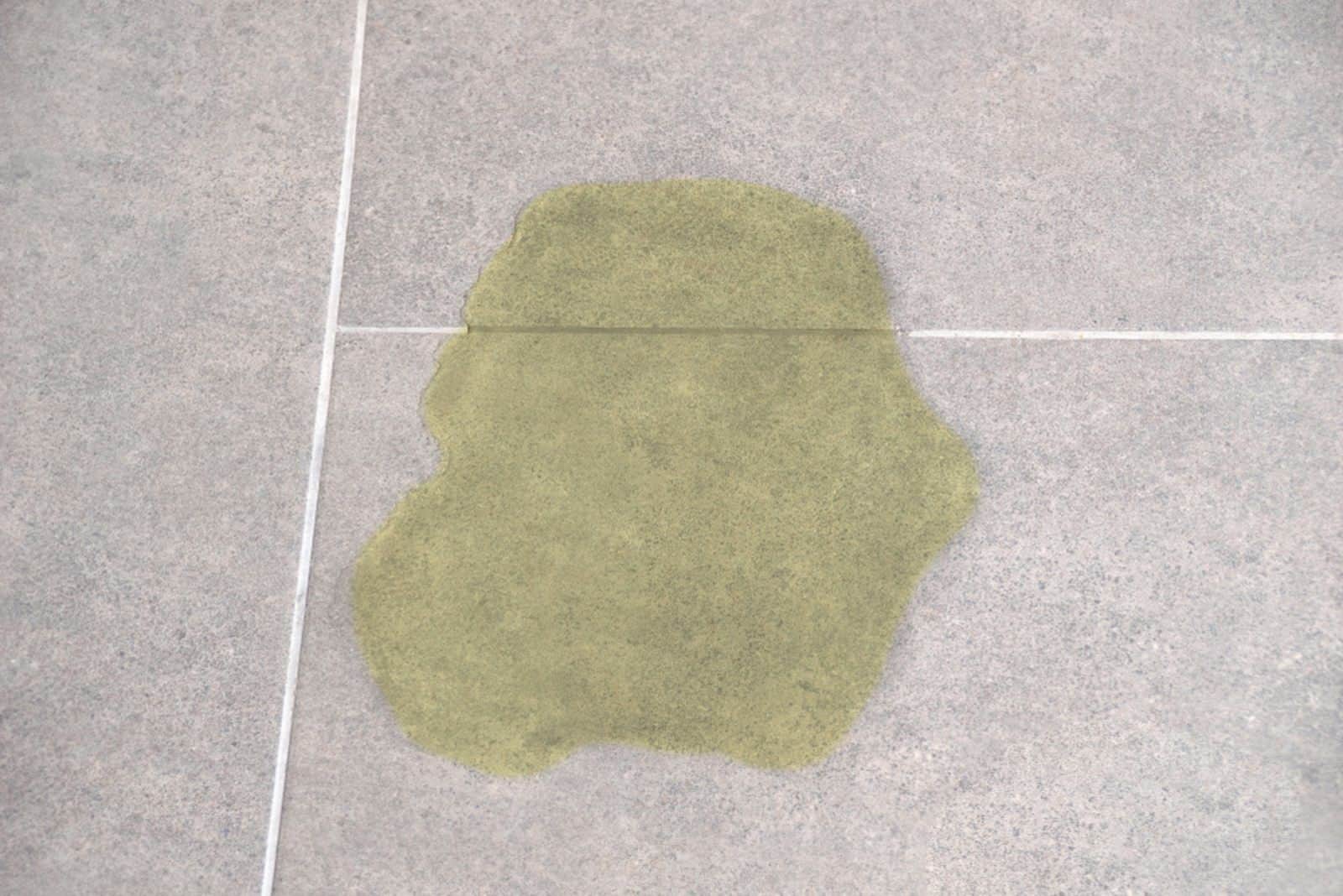 urine of a dog on the floor of a house