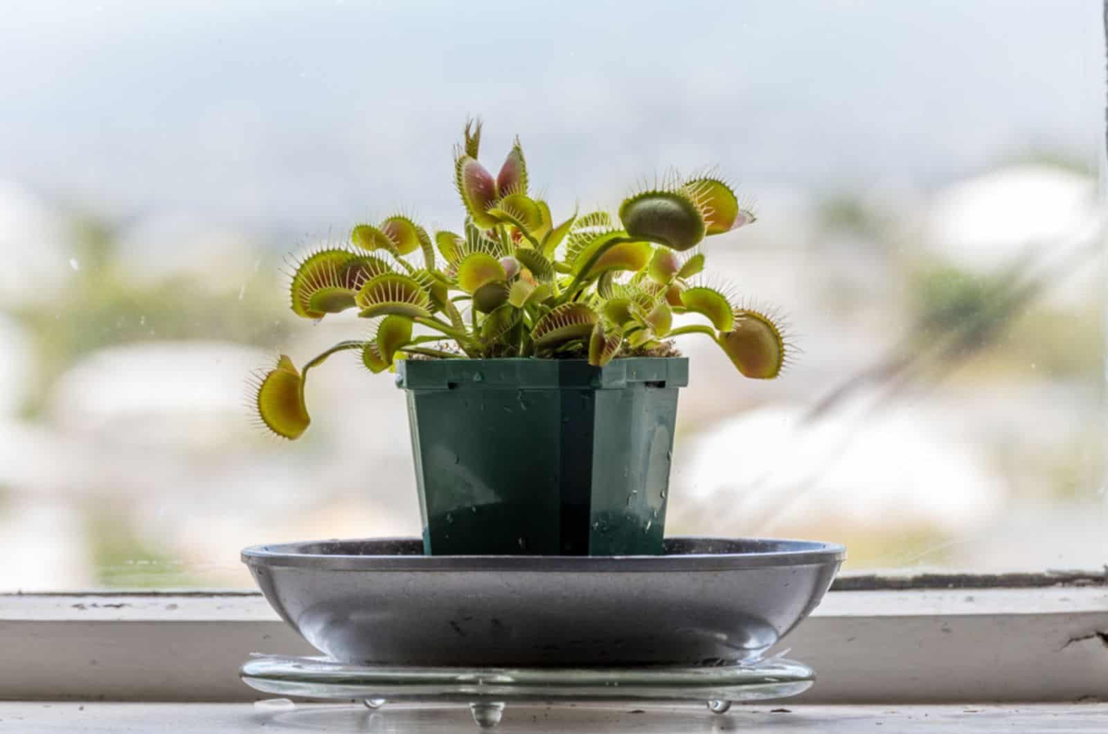 venus fly trap plant on window sill