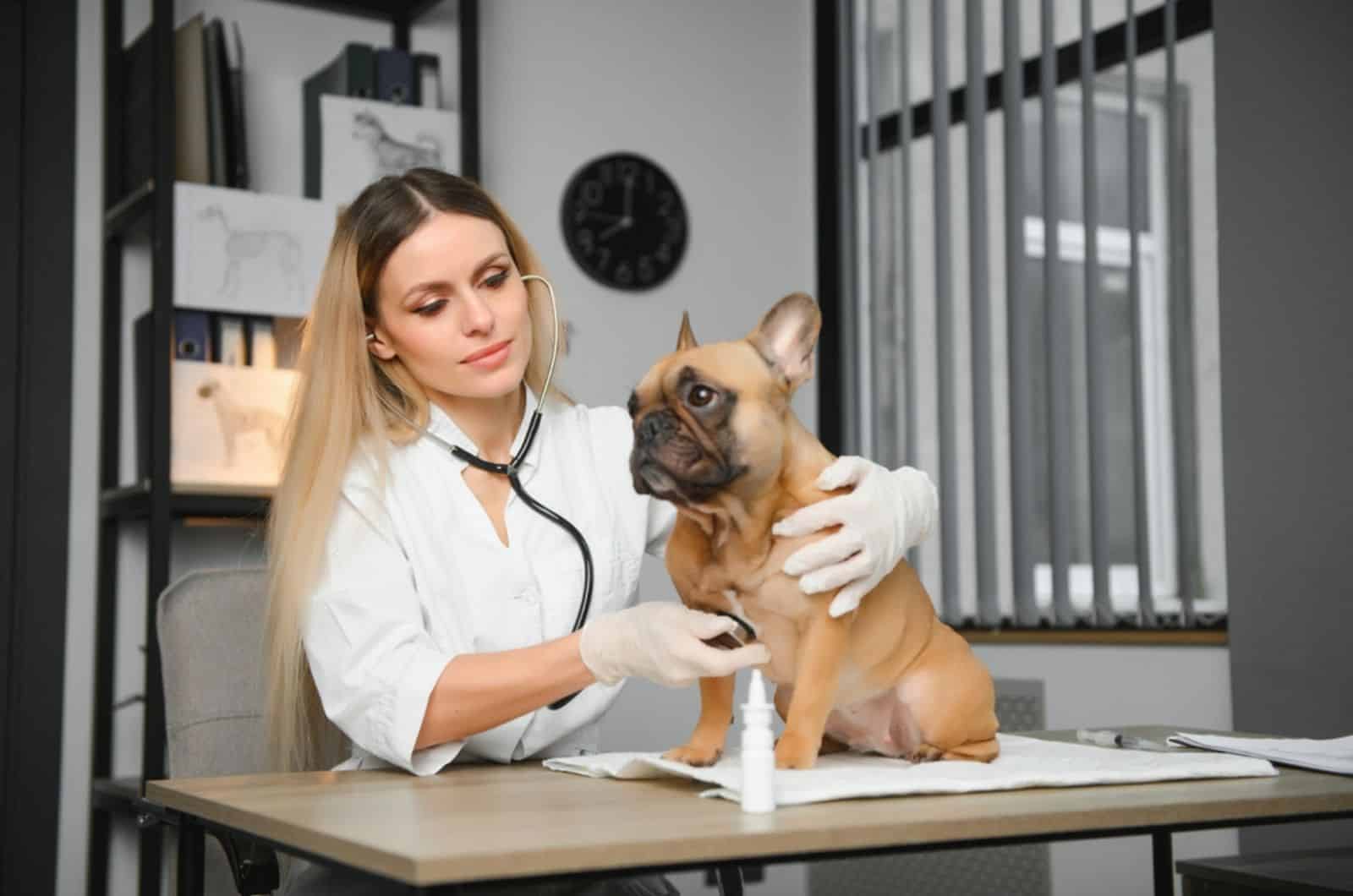 vet examining french bulldog at clinic