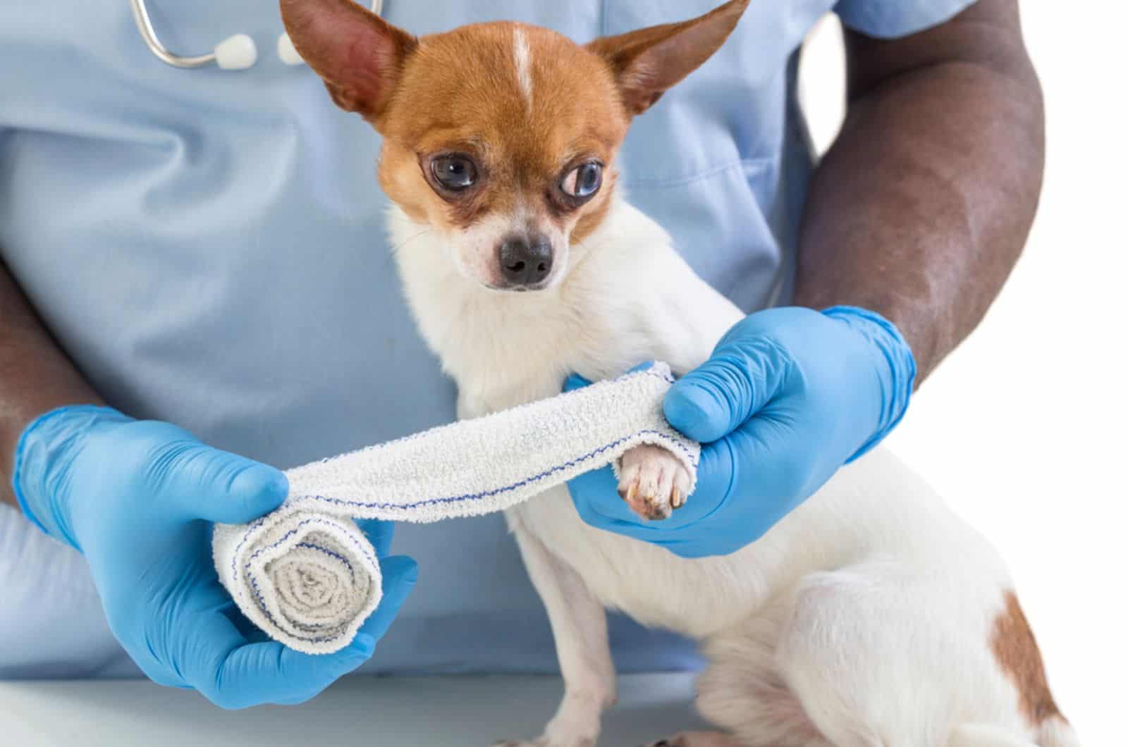vet wrapping a bandage around a chihuahua's paw at clinic