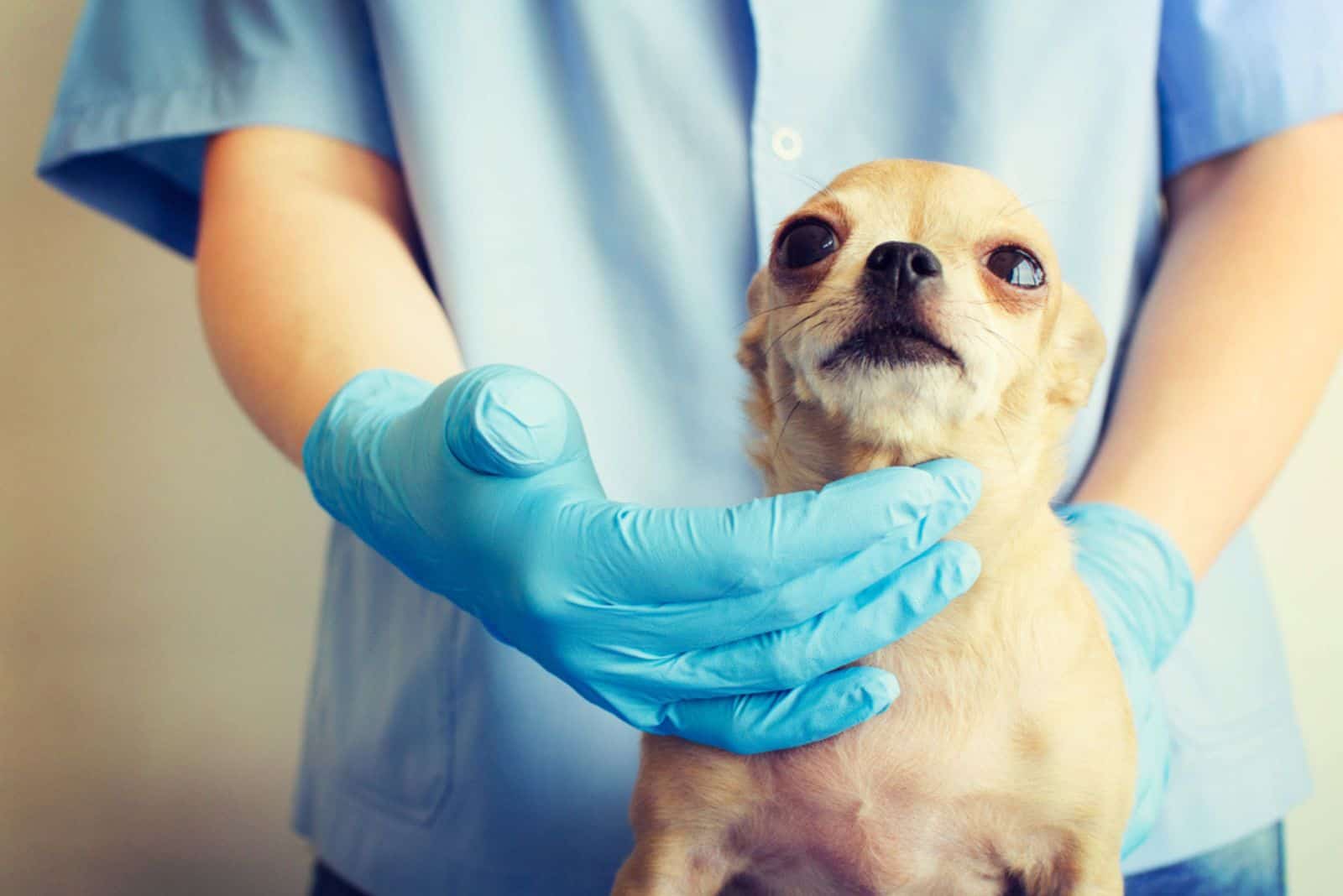 veterinarian examining chihuahuas throat