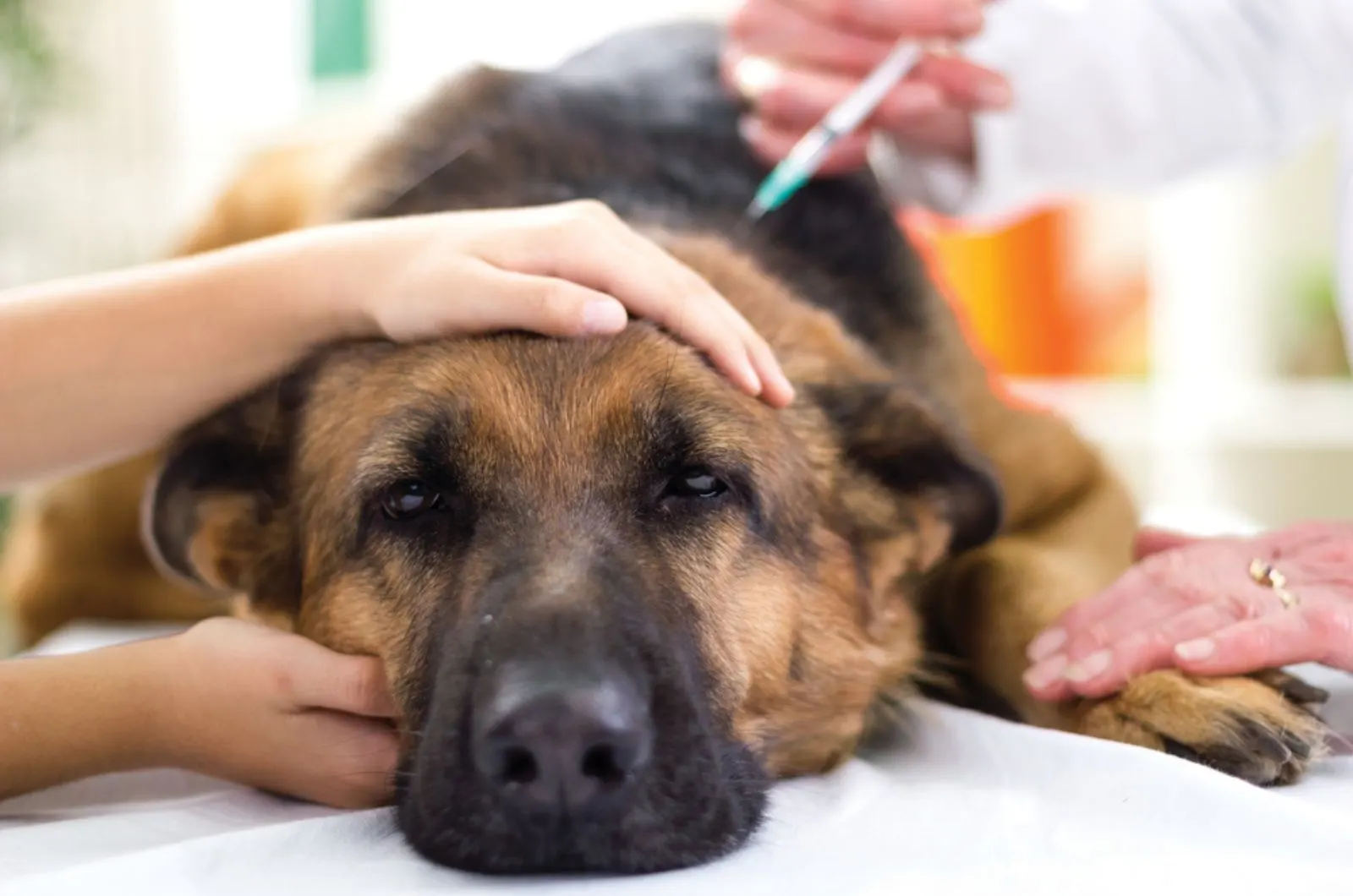 veterinarian giving injection to german shepherd at clinic