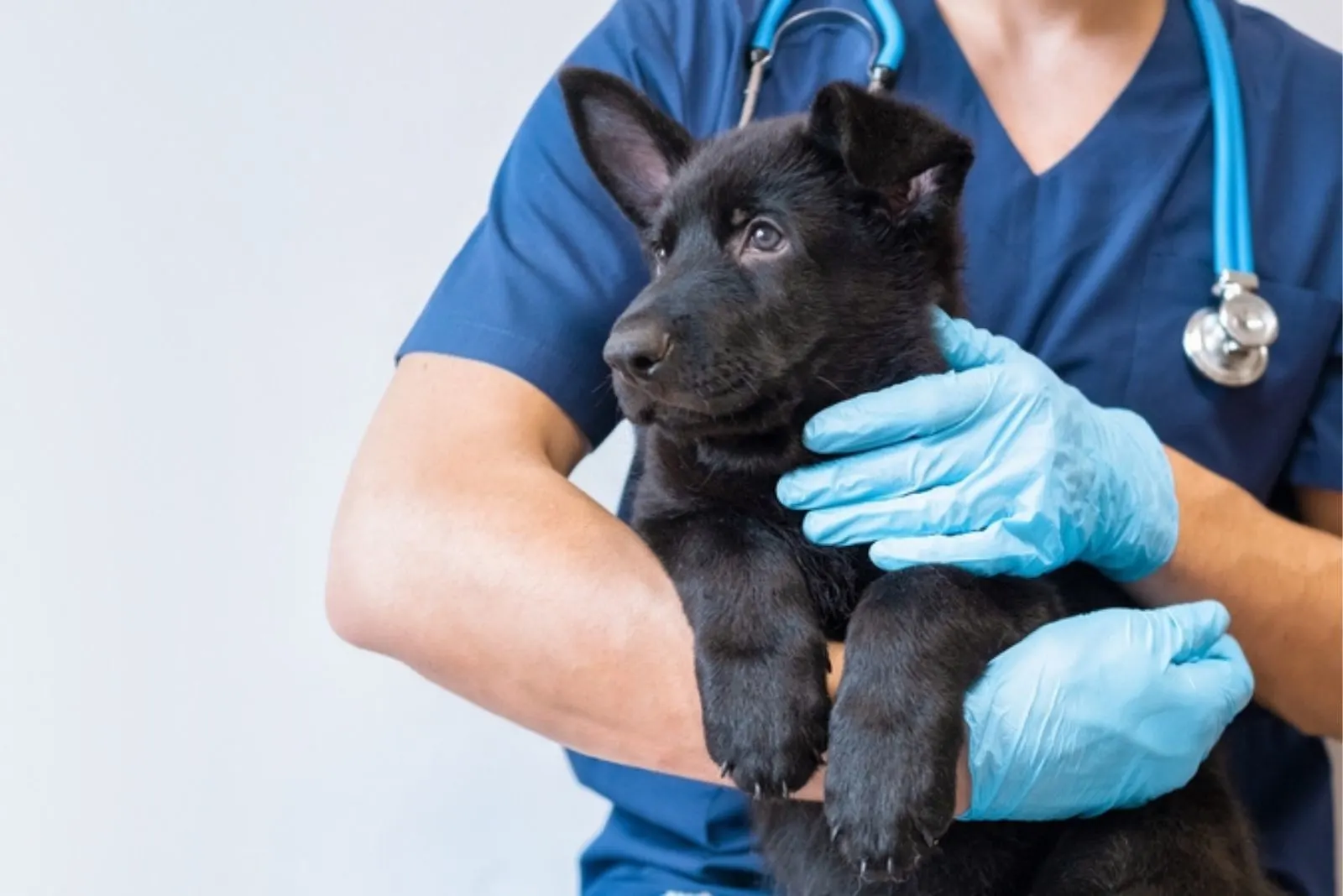 veterinarian holding black german shepherd puppy
