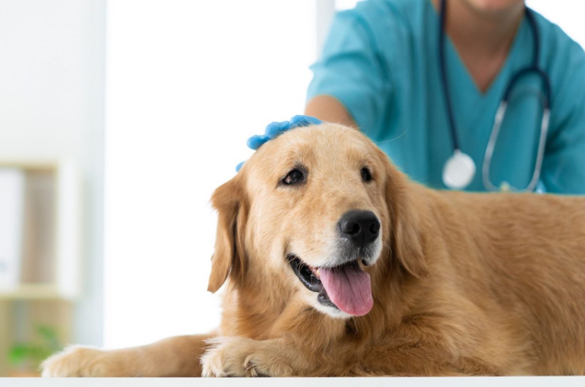 12 Signs Of Golden Retriever Hip Dysplasia & How To Treat It