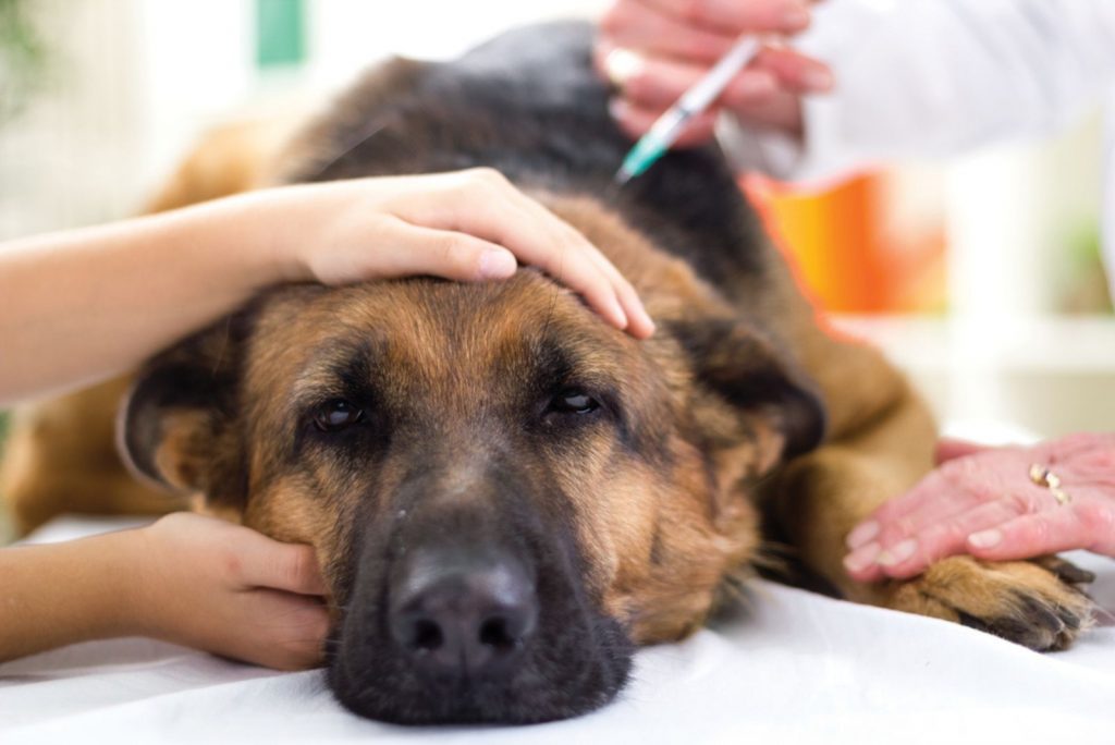 veterinary surgeon is giving the vaccine to the dog German Shepherd