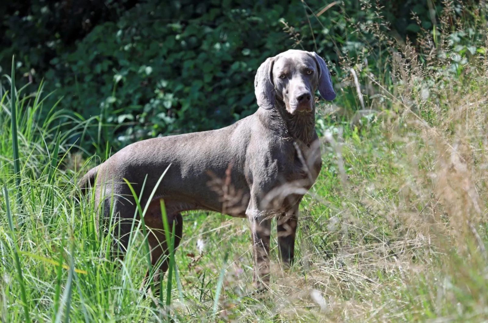 weimaraner dog standing in high grass