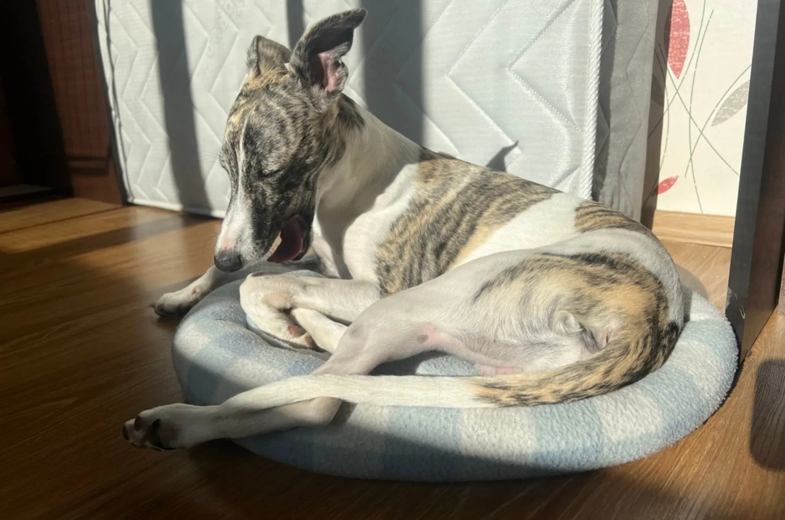 whippet dog lying in his bed
