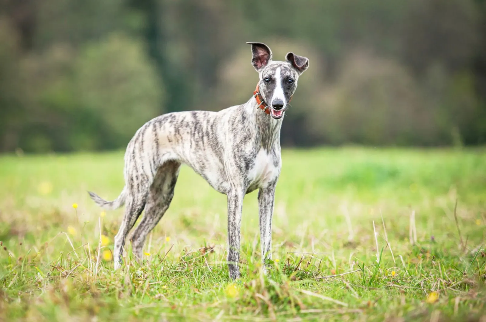 whippet dog in nature