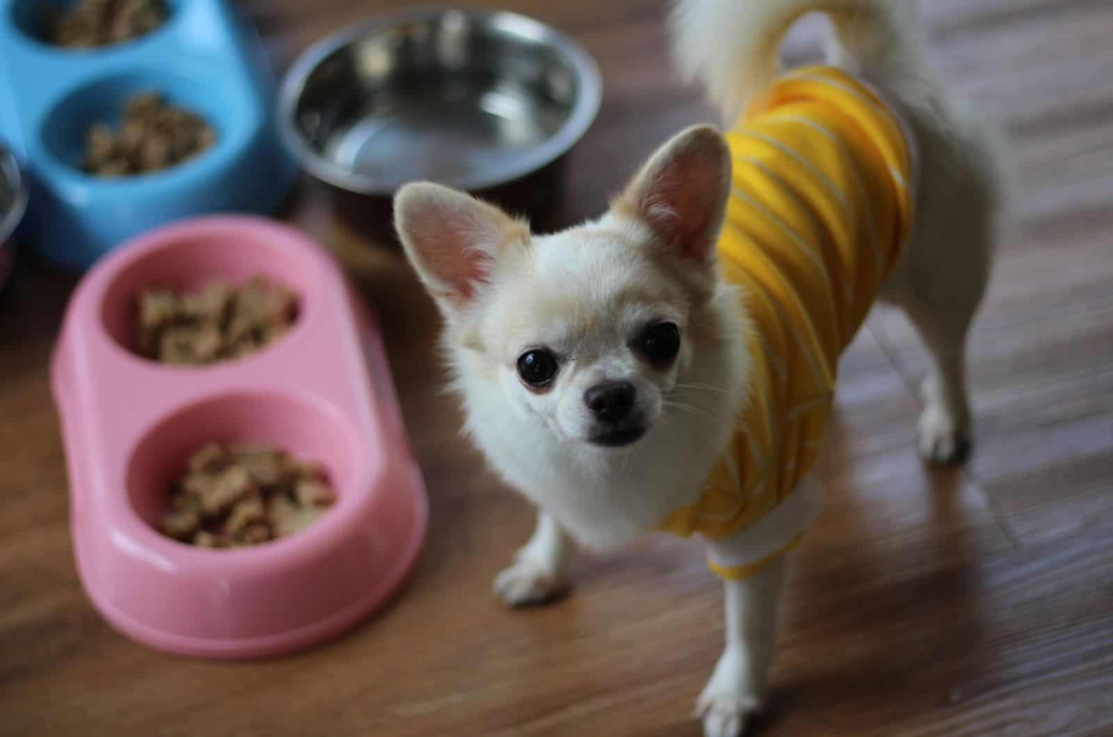 white chihuahua dog stranding beside bowl with food