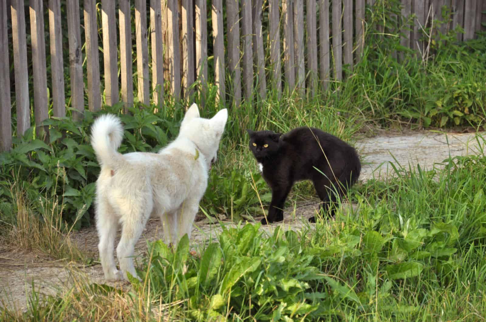 white dog and black cat looking each other in the garden
