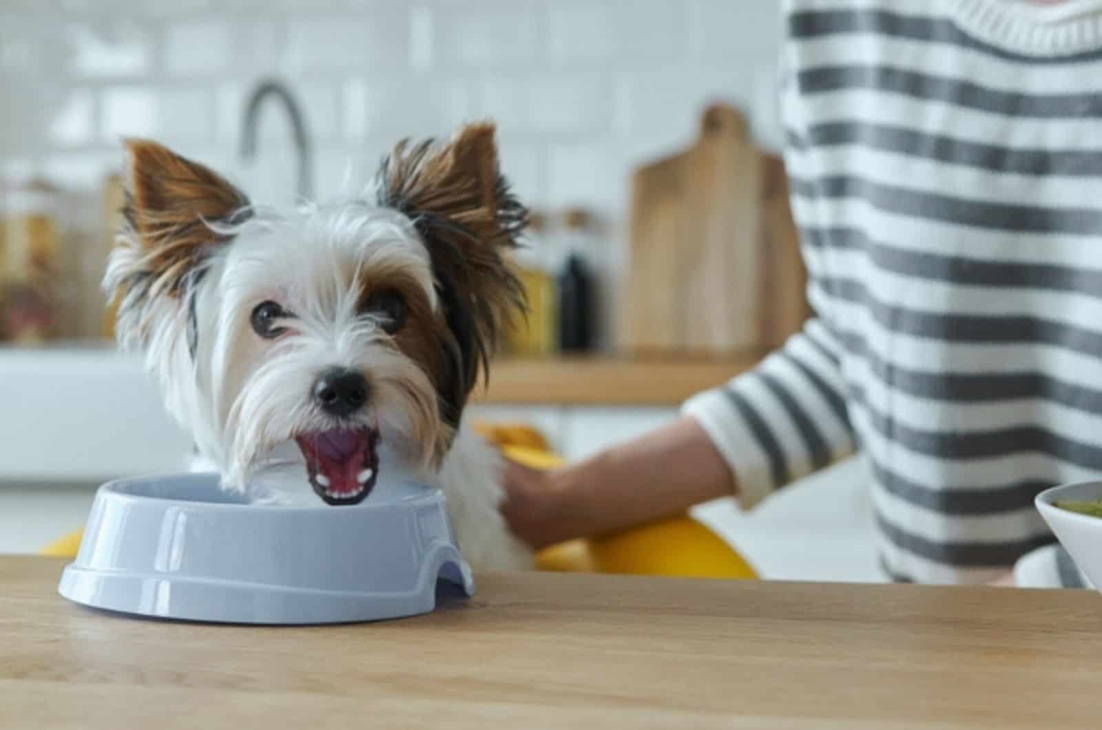 woman feeding her cute dog while in the kitchen
