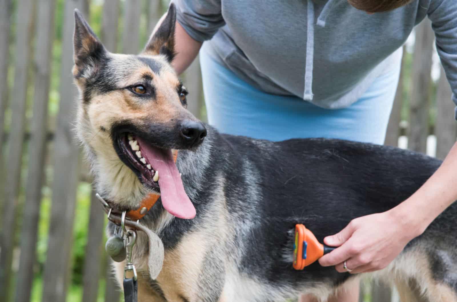 woman grooming big german shepherd outdoors