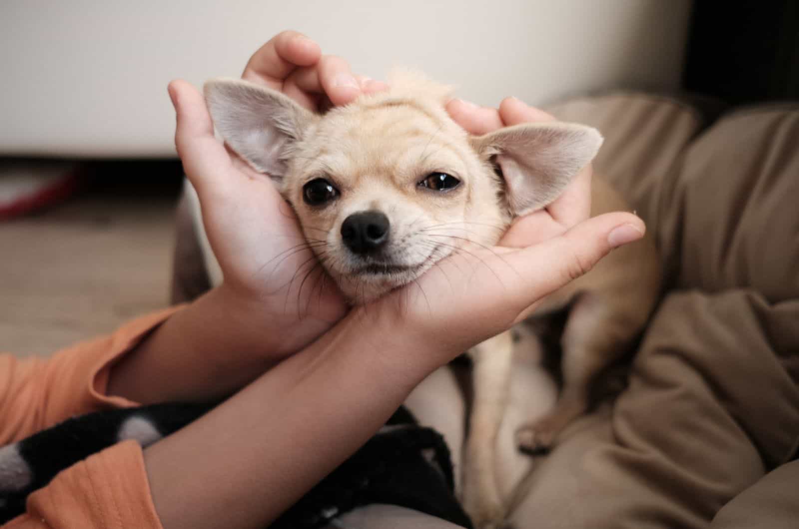woman hugging her chihuahua lying in bed