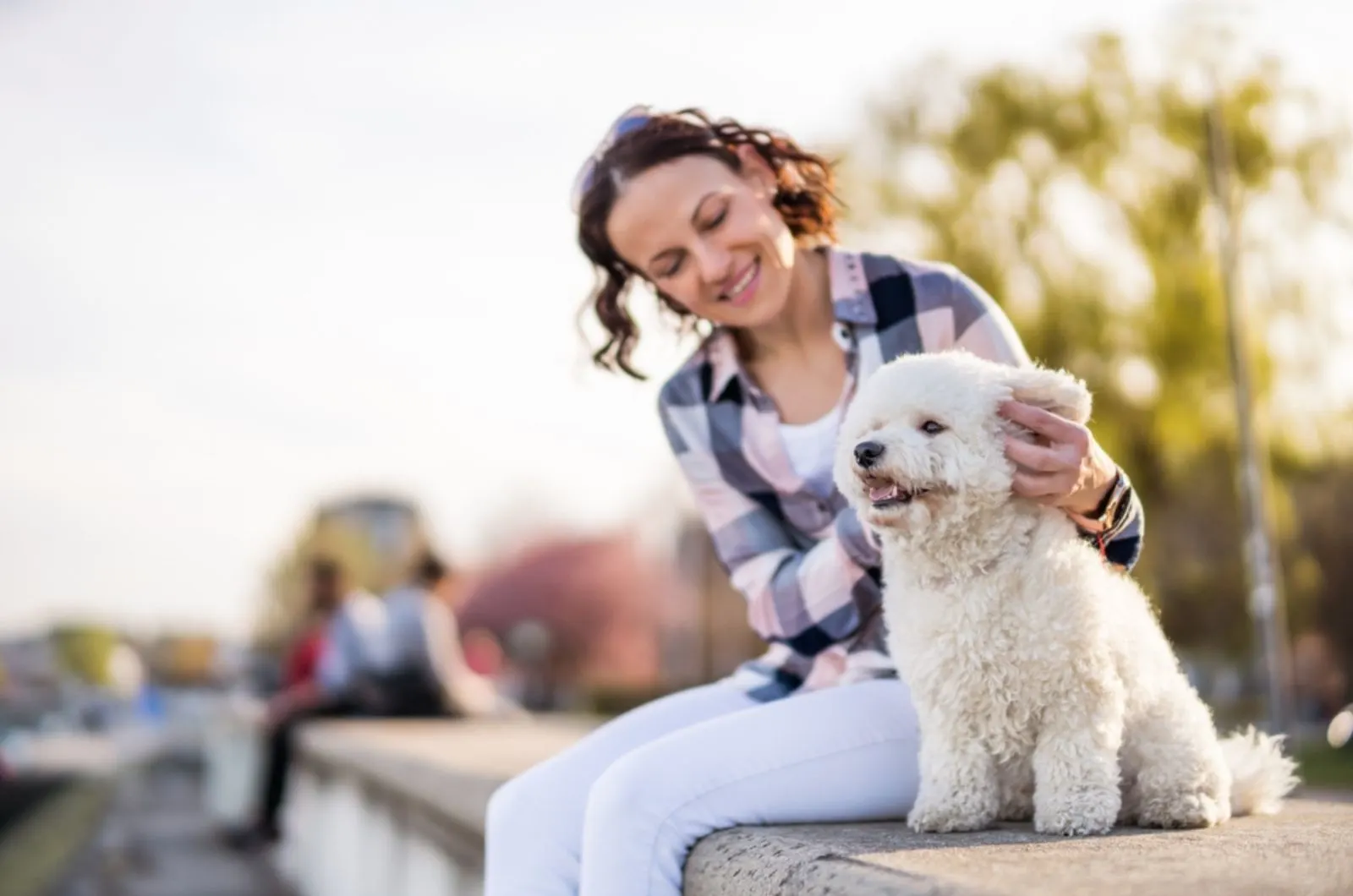 woman is playing with her white bichon frise on sunny day