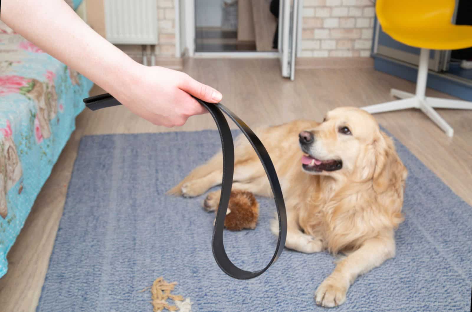 woman punishing a dog with a belt in the room