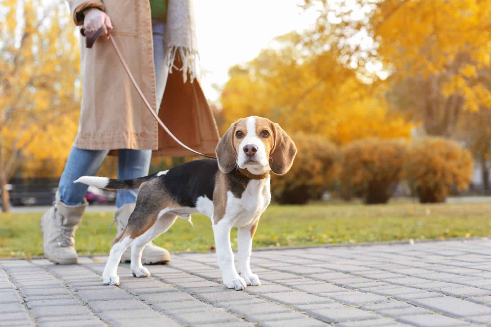 woman set with Beagle dog