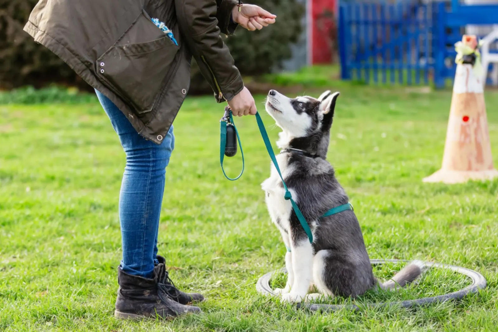 woman who trains with a young husky on a dog training field