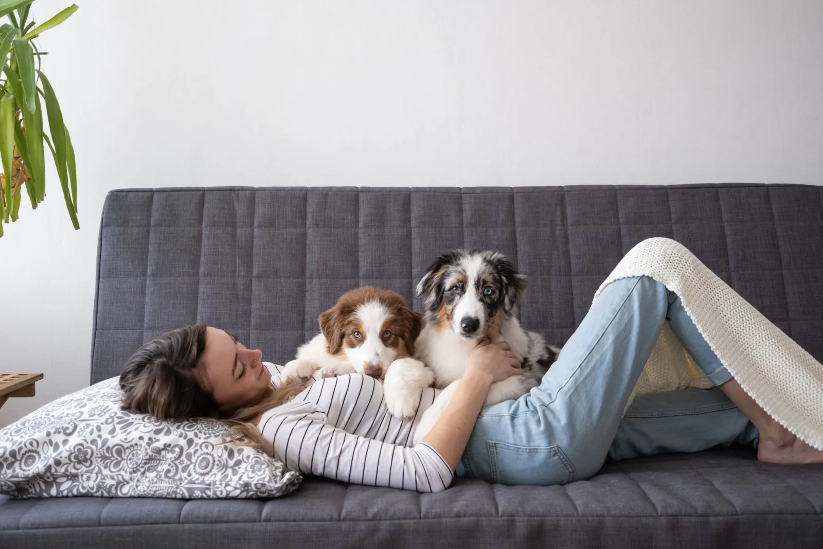 woman with two red three colours Australian shepherd puppy dog on couch