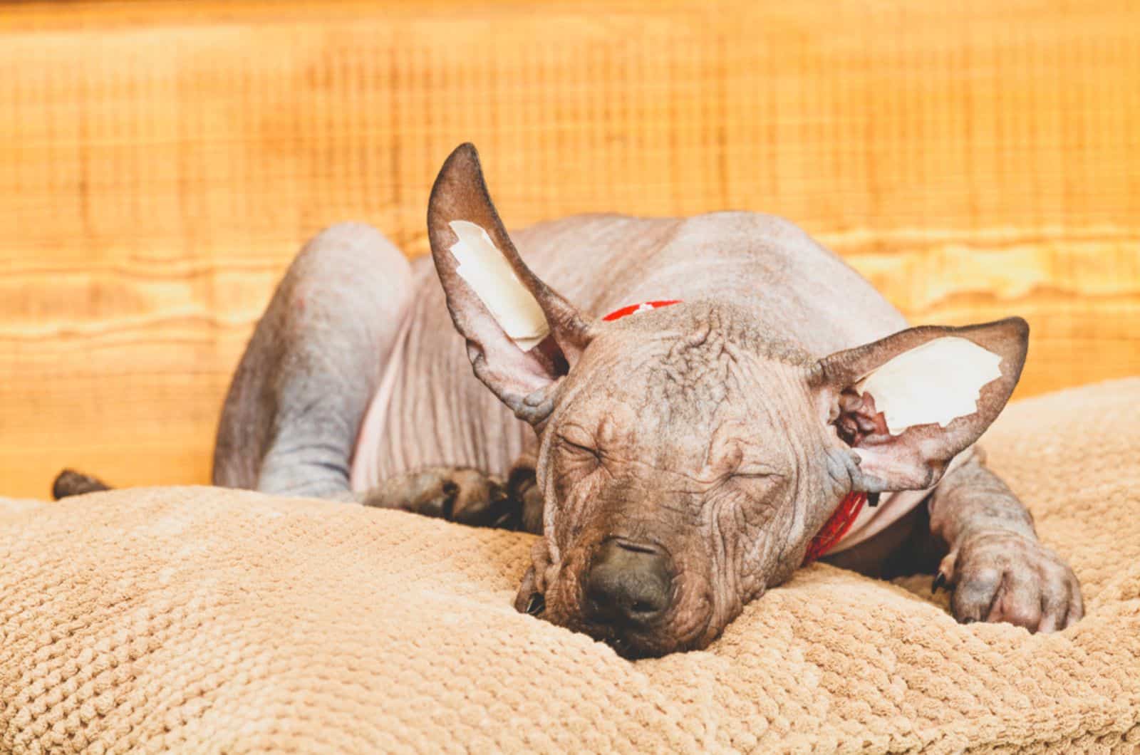xoloitzcuintli dog sleeping on the pillow