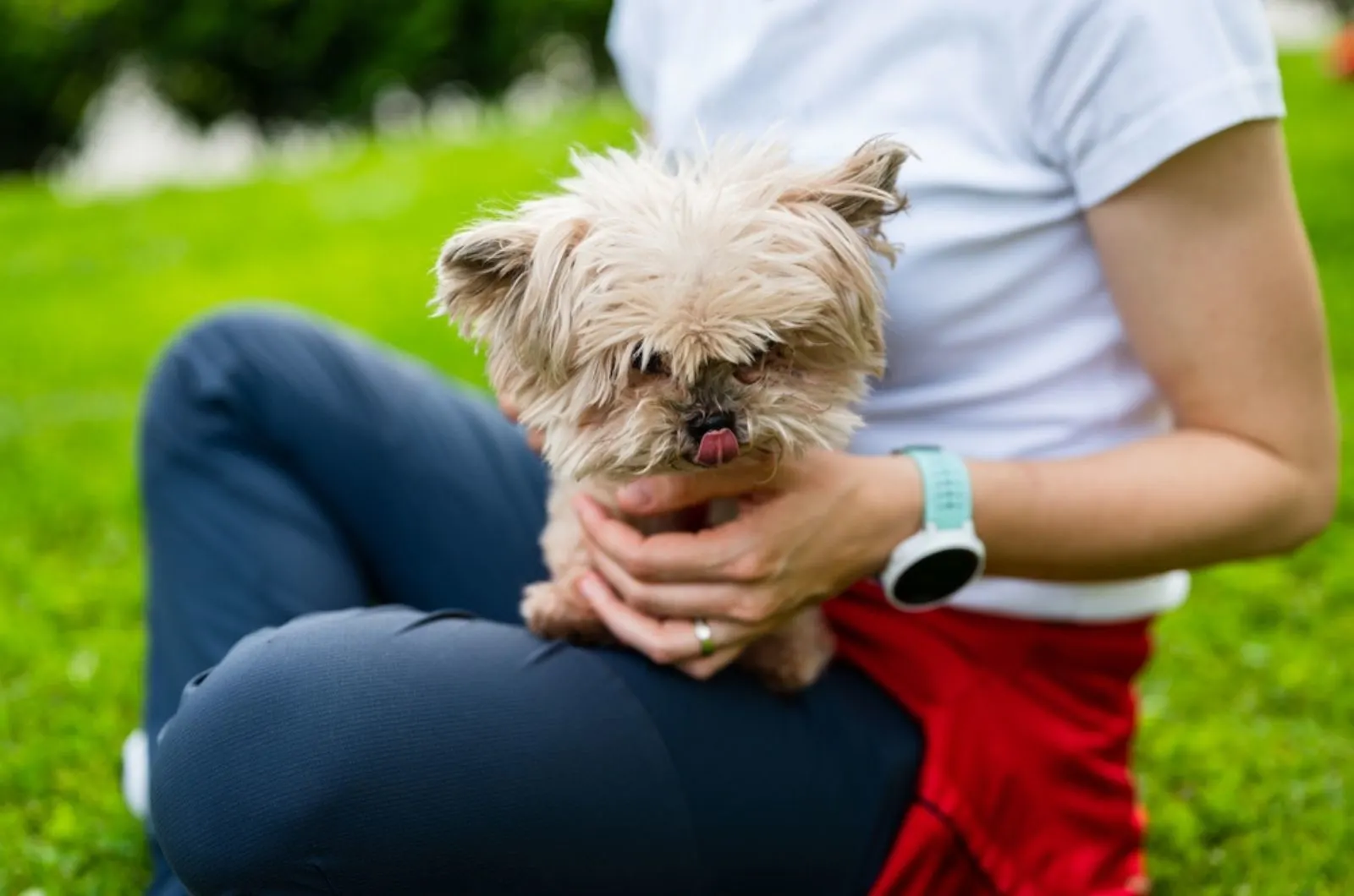 yorkie licking his owner's hand while sitting in his lap