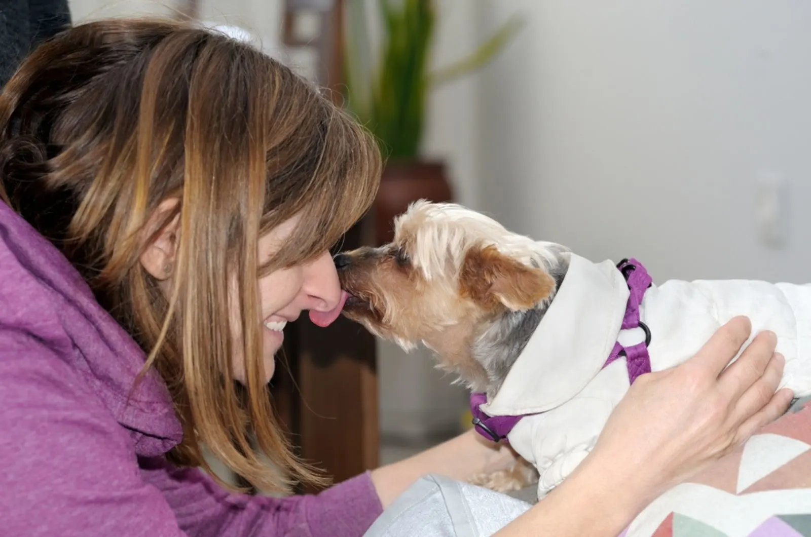 yorkshire terrier dog licking his owner nose while cuddling