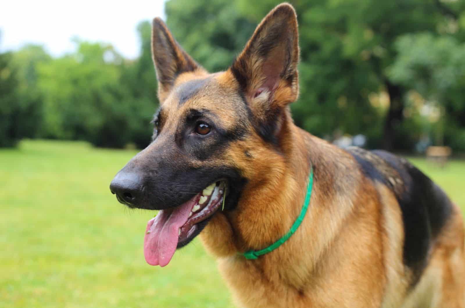 young german shepherd in the park