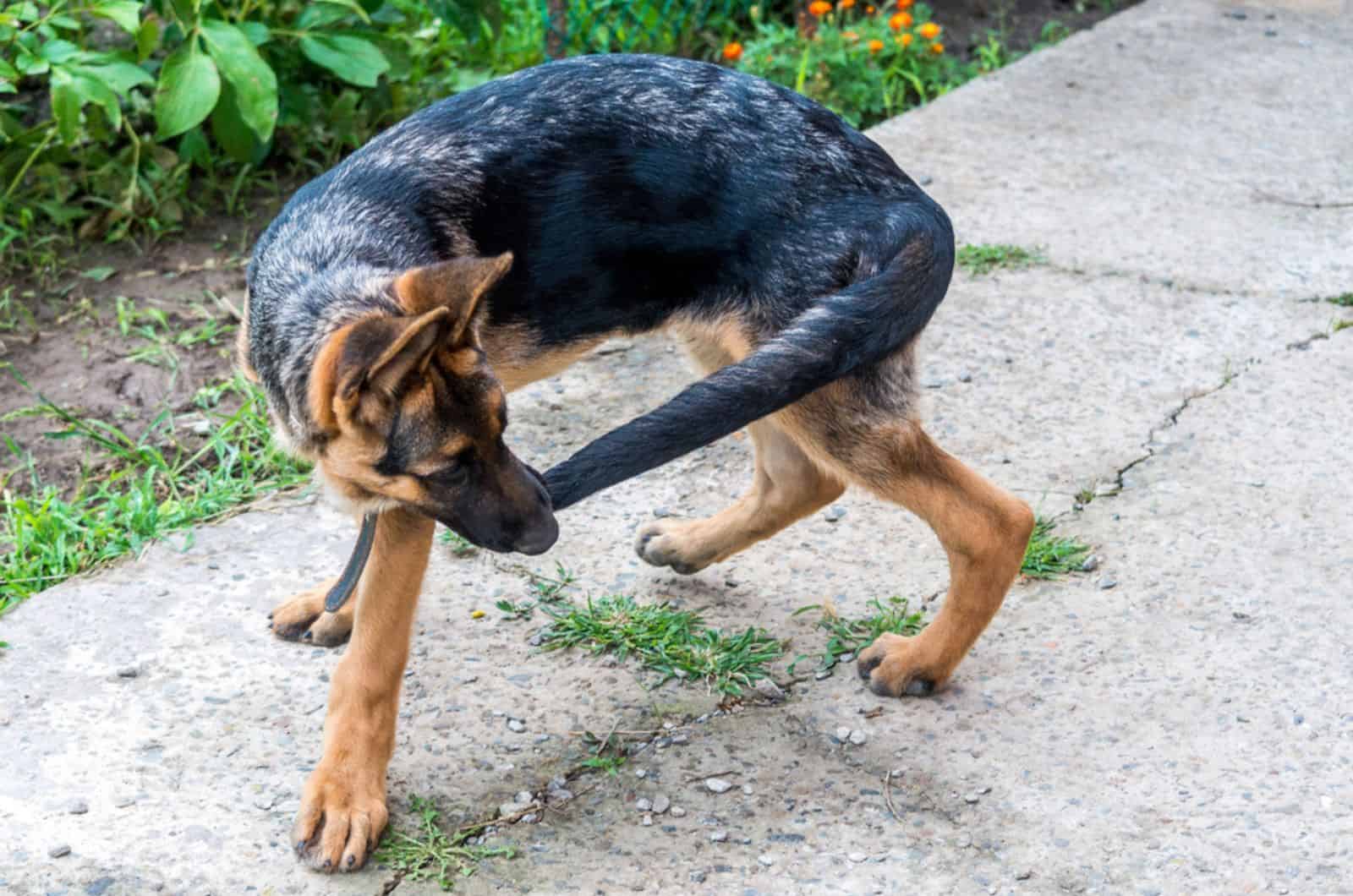 young german shepherd  runs after the tail