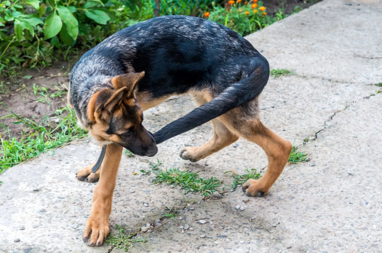young german shepherd runs after the tail