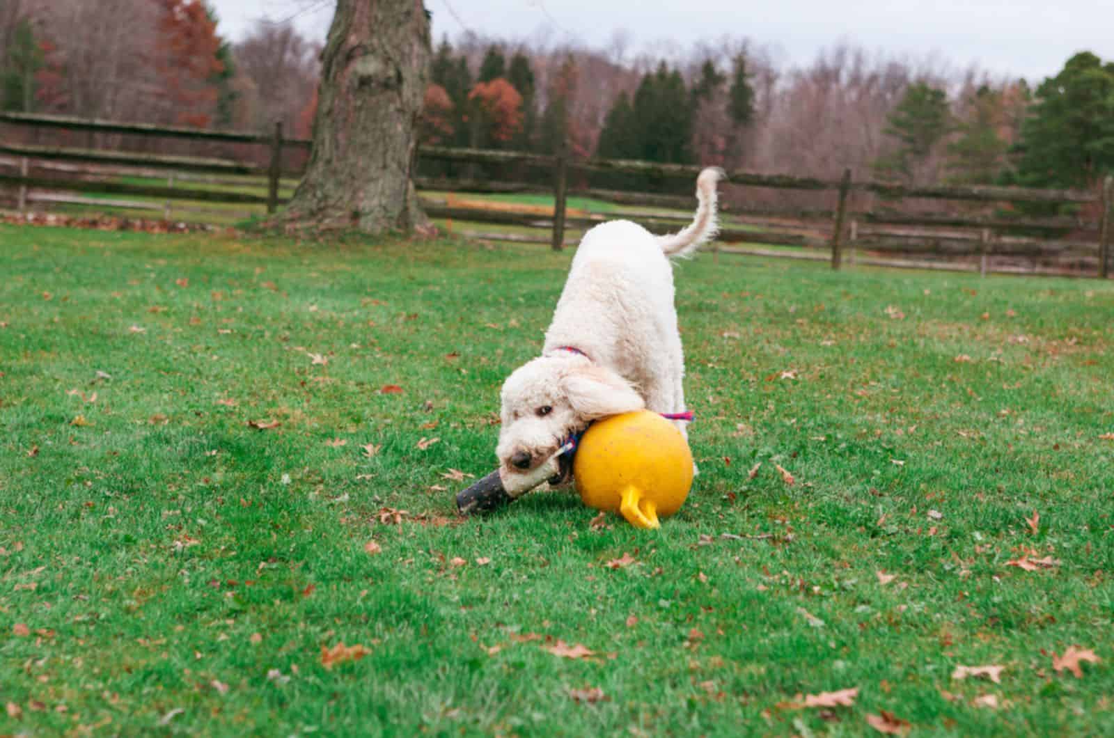 young goldendoodle bitting and playing with a toy