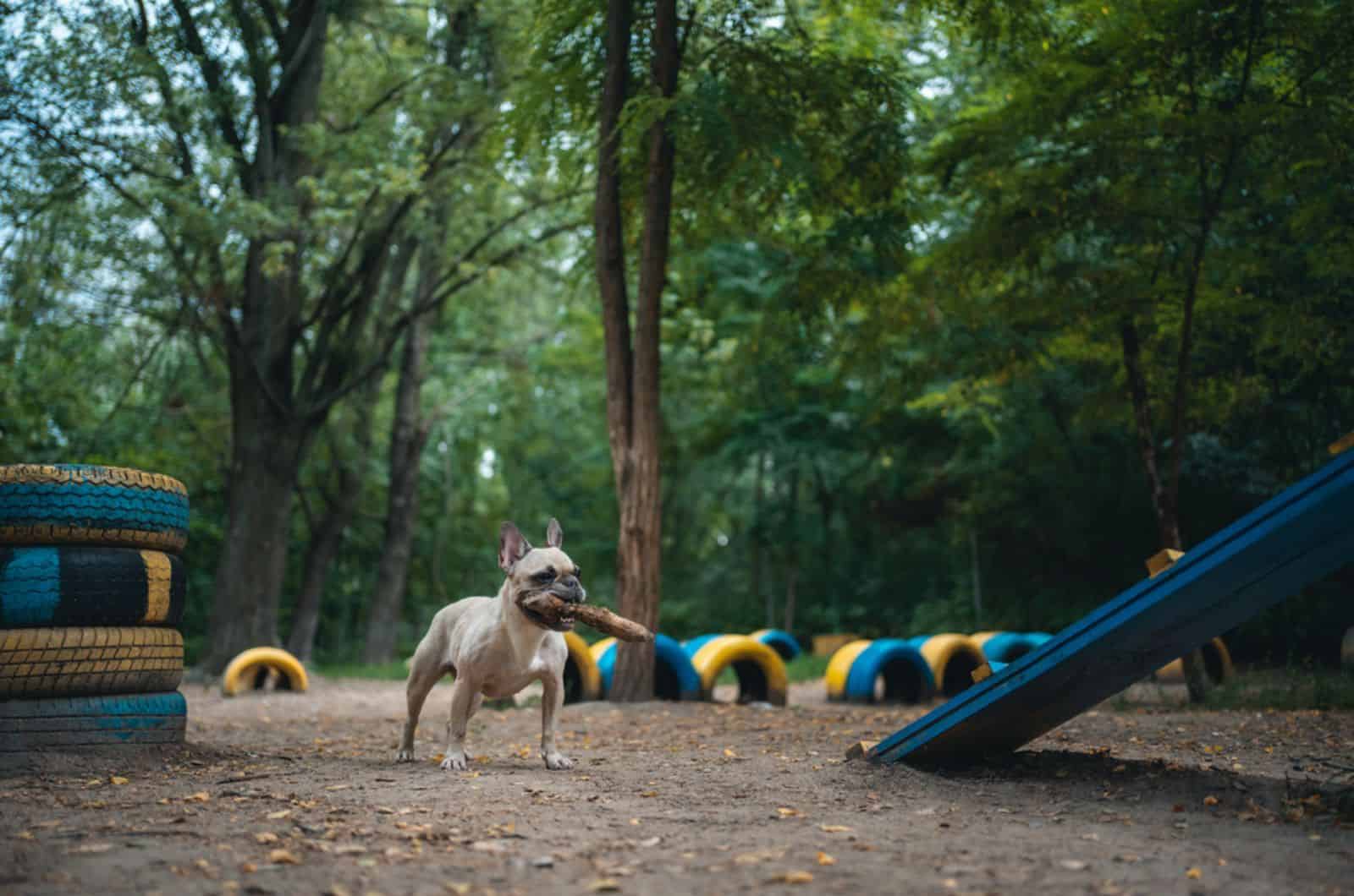 young playful french bulldog dog in the dog park