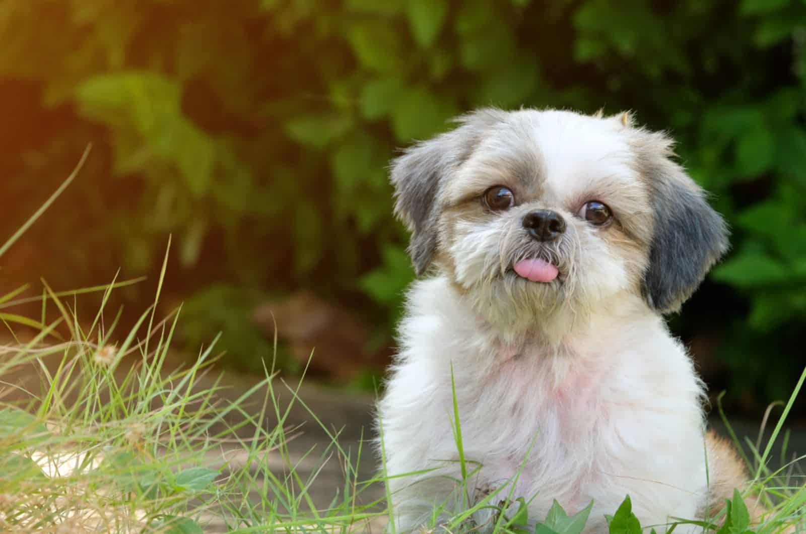 young shih tzu dog licking the air sitting on the grass