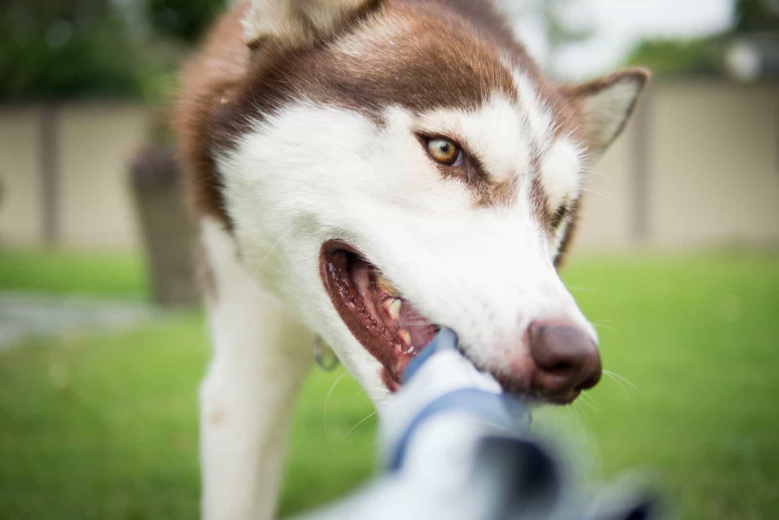 The husky bites the umbrella