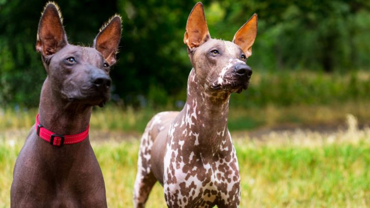 10 Xoloitzcuintli Types Noone Talks About Anymore
