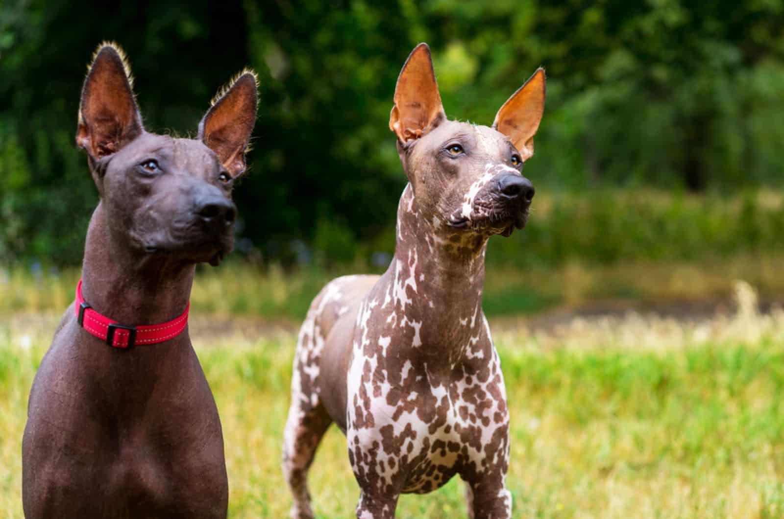two xoloitzcuintli dogs