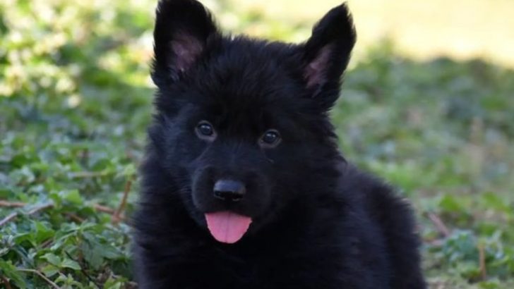 11 Black German Shepherds That Are Beyond Cute