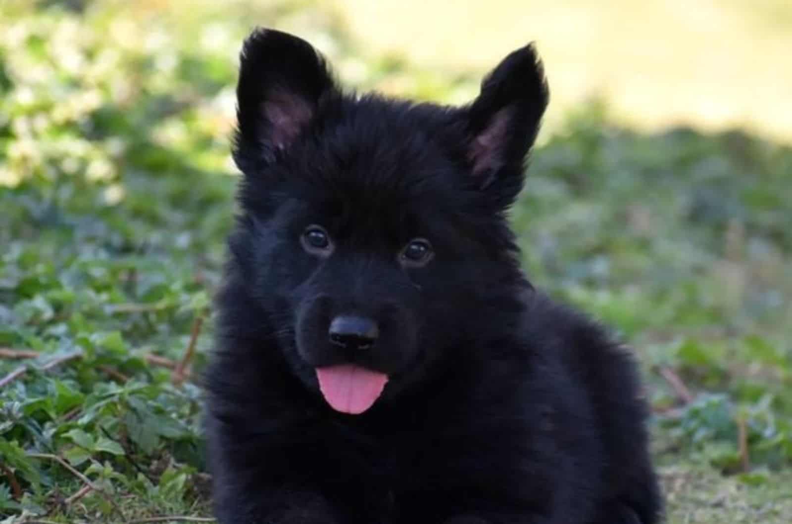 cute black german shepherd puppy