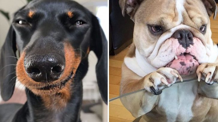 11 Mischievous Dog Breeds That Hate The Leash