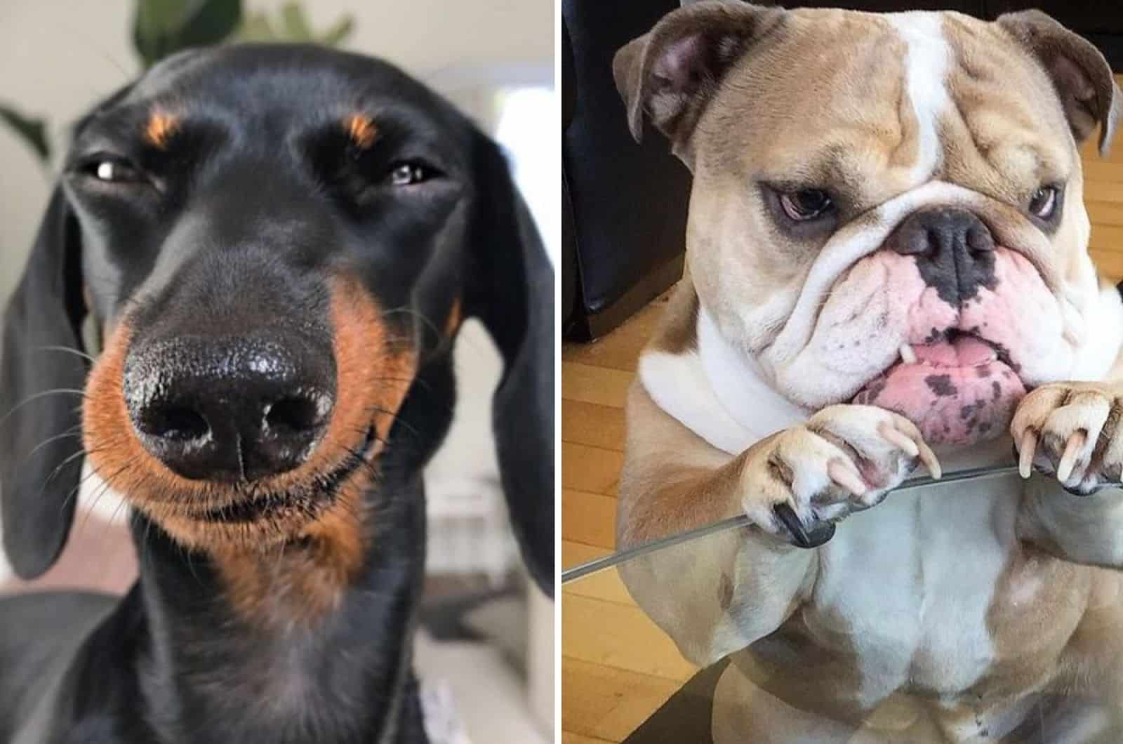 These 11 Mischievous Dog Breeds Are Famous For Their Unique Quirks