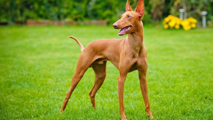 12 Slender Dogs That Look Like Deers