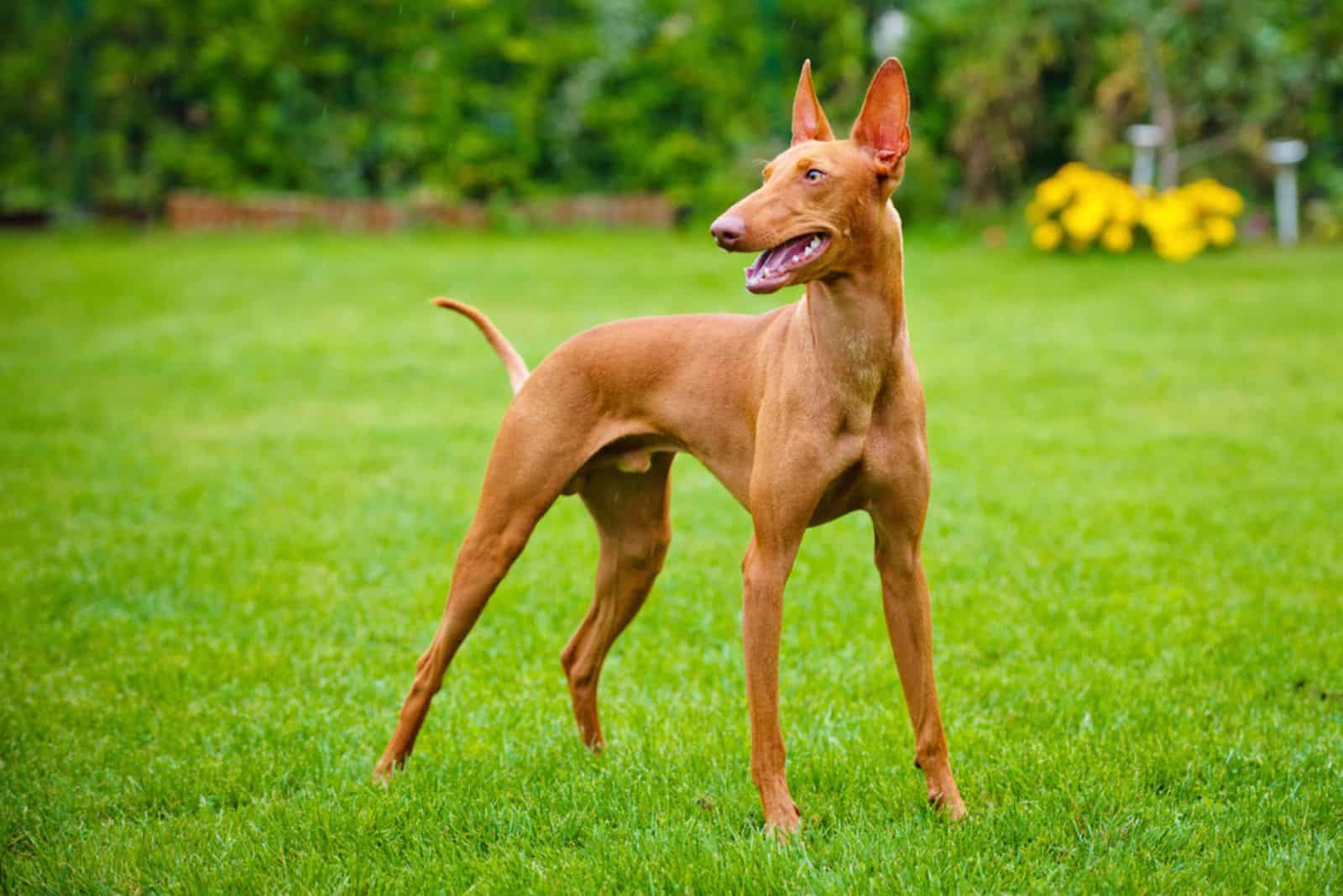 dogs that look like deers