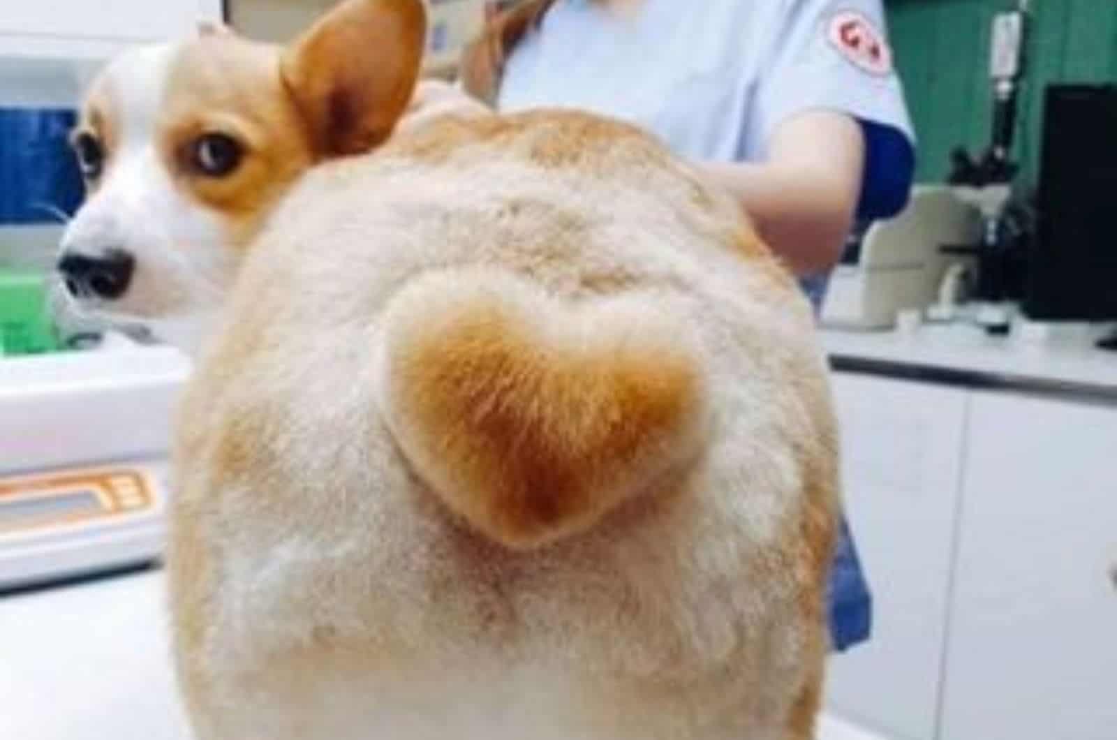 corgi dog after haircut