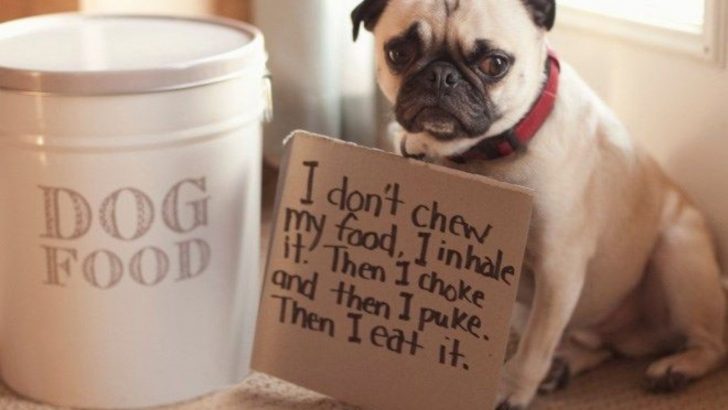 15 Dog Shaming Photos Of Pups Caught Red-Handed
