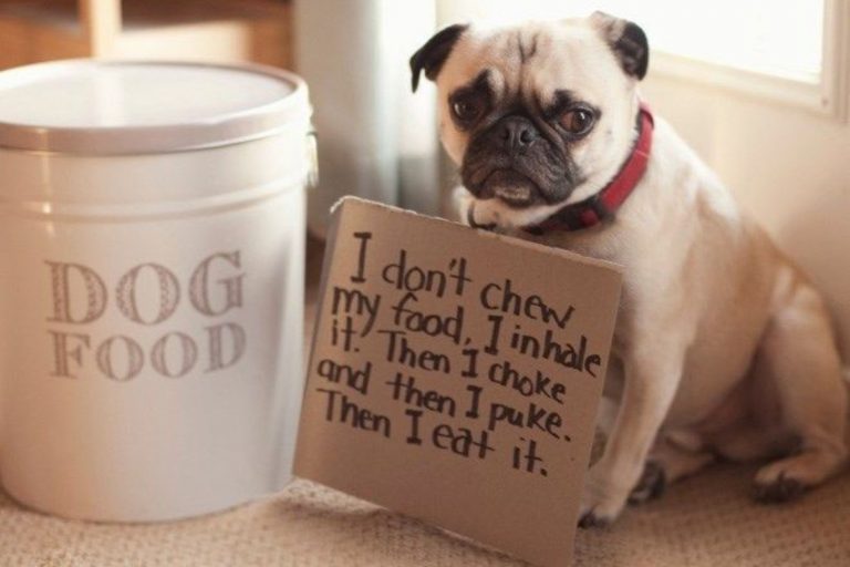pug holding a shaming sign