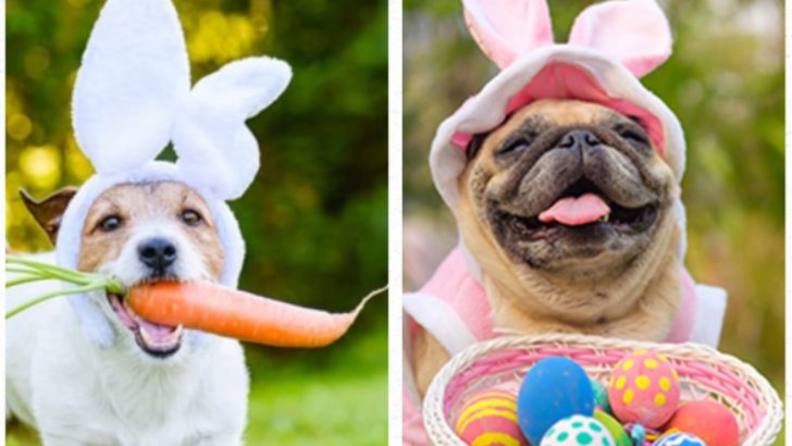 15 Dogs In Easter Outfits That Are Cuteness Overload