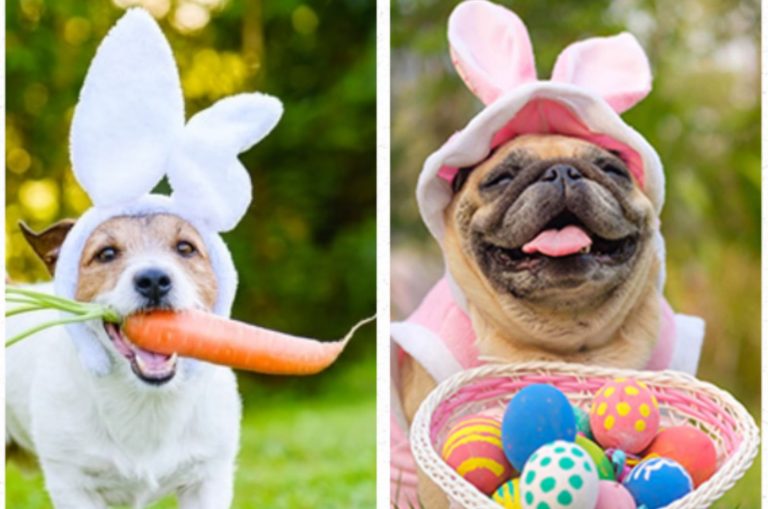 two dogs in easter outfit