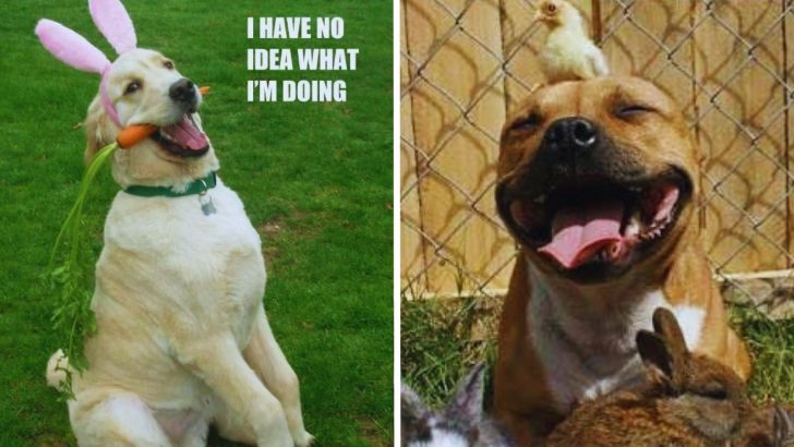 15 Funny Dog Memes To Wish You Happy And Joyful Easter 