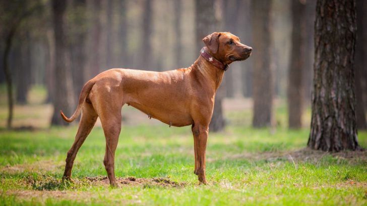15 Least Talkative Dog Breeds To Get A Good Sunday Nap With